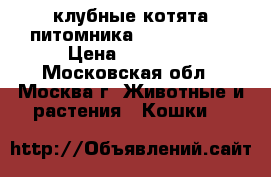 клубные котята питомника''sweettoy'' › Цена ­ 12 000 - Московская обл., Москва г. Животные и растения » Кошки   